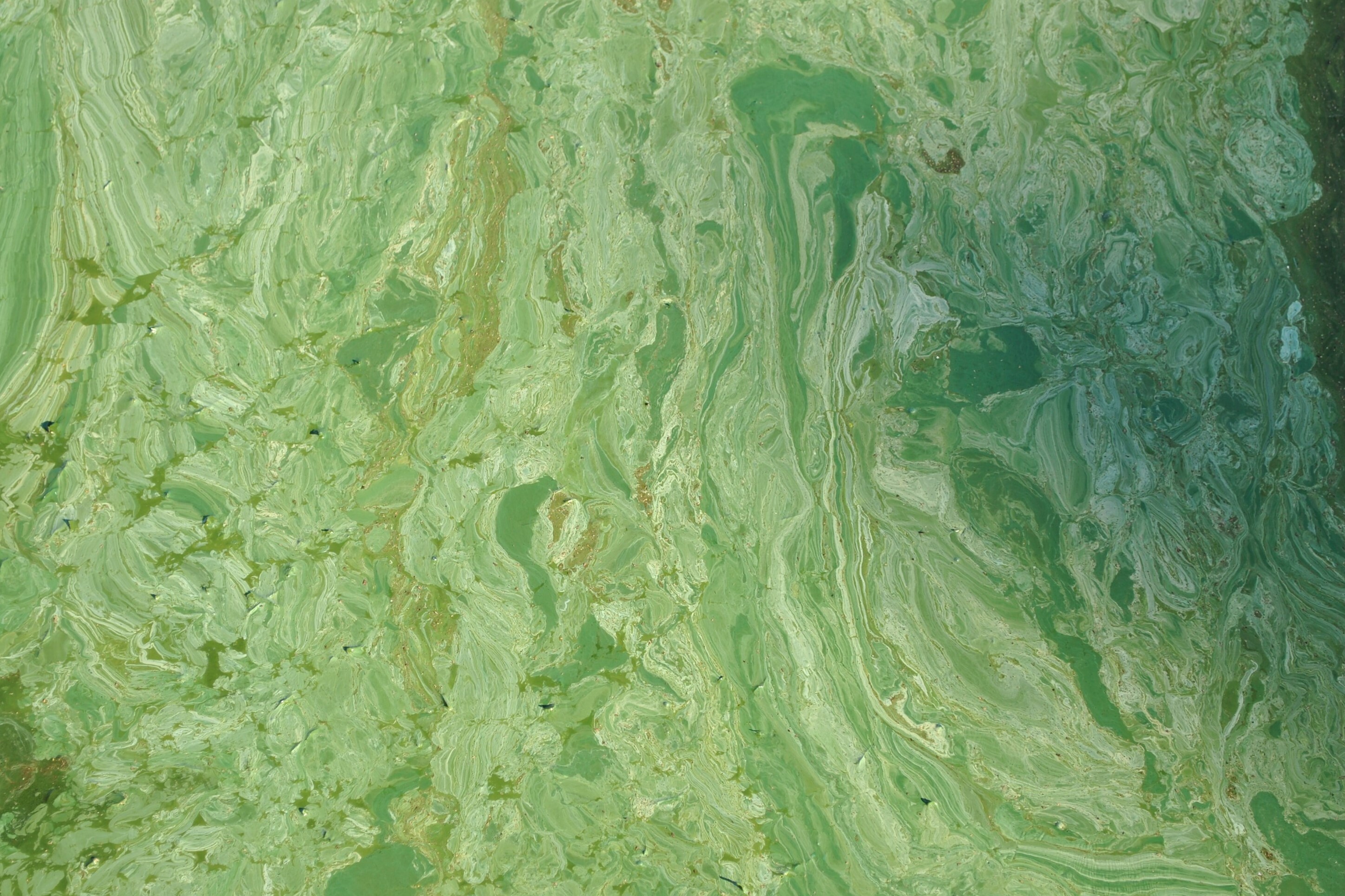 Aphanizomenon Flos-aquae. Marbled green discoloration is observed.