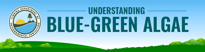 Screen grab of Understanding Blue Green Algae Infographic header.