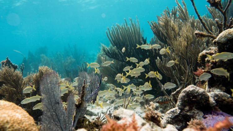 coral reef at john pennekamp state park