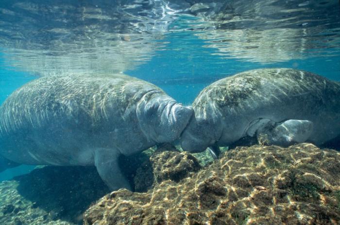manatees