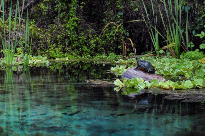 Turtle on log at Silver Springs State Park