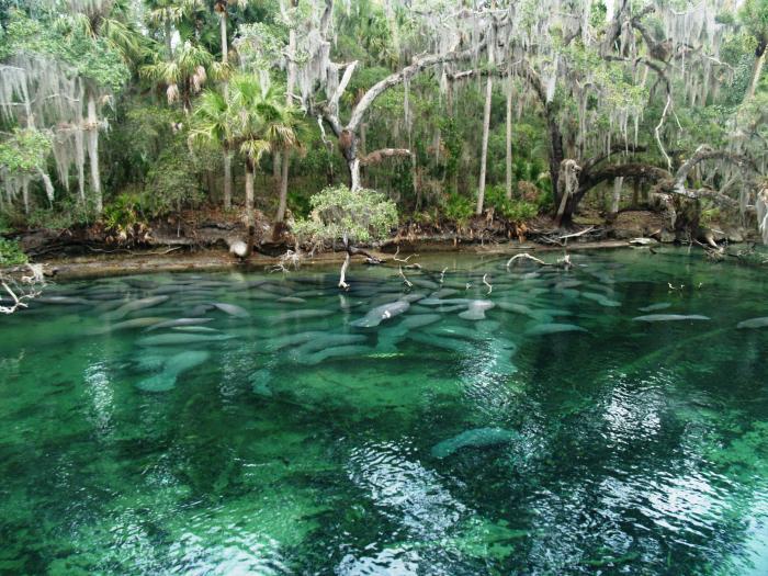 Blue_springs_manatee